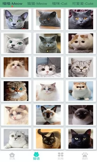 晋江猫语翻译器最新版 v1.2.2 安卓版 3