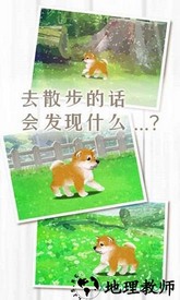 养育柴犬的治愈手游 v1.0 安卓版 2