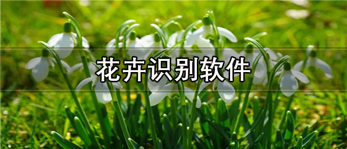 花卉识别app哪个最好