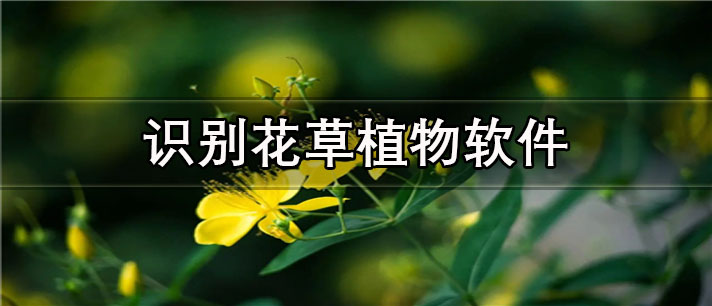 识别花草植物app哪个最好