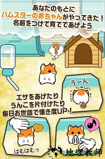 仓鼠物语手机版(ハムスター) v1.0.2 官方安卓版 0