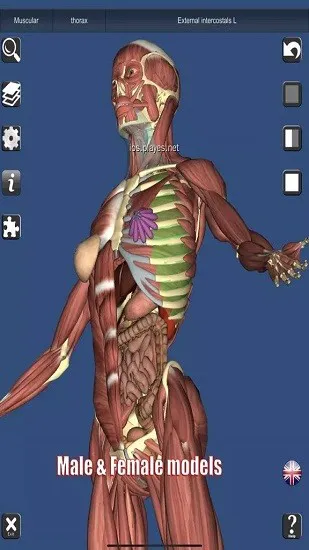 anatomy learning(人卫3d解刨学) v2.1.349 安卓版 3