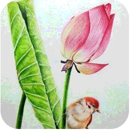 素描视频教程软件
