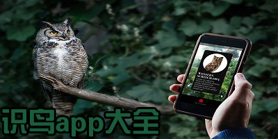 识鸟app