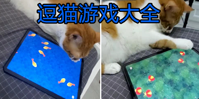 逗猫游戏