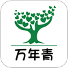 万年青