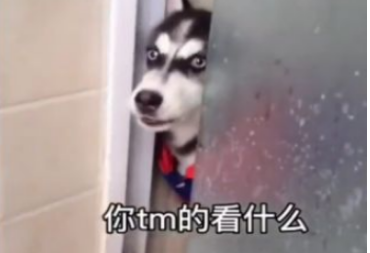 1612252578773294.png 微信8.0状态视频素材二哈单挑